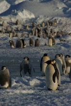 Manchots empereurs, en Antarctique