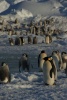 Manchots empereurs, en Antarctique